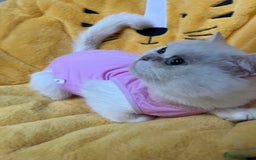 British Shorthair cats for sale: Champion lines for adoption  - Image 11