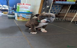 English Bull Terrier dogs for sale: English bull terrier cross staffys - Image 20