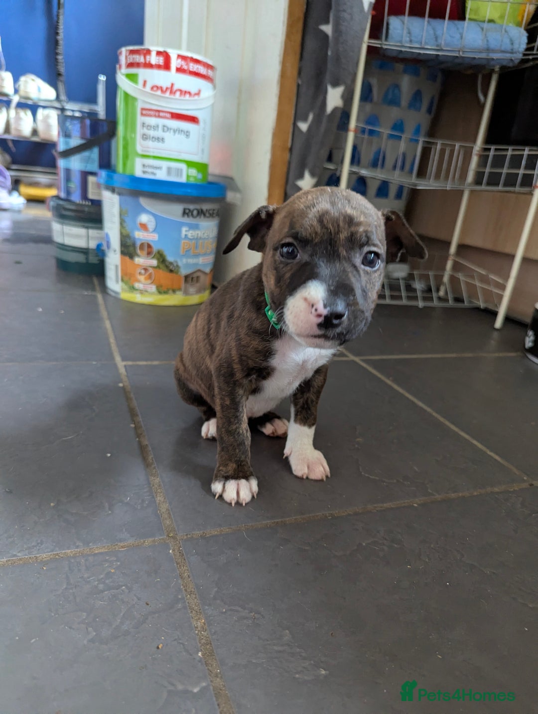 English Bull Terrier dogs for sale: English bull terrier cross staffys - Image 20