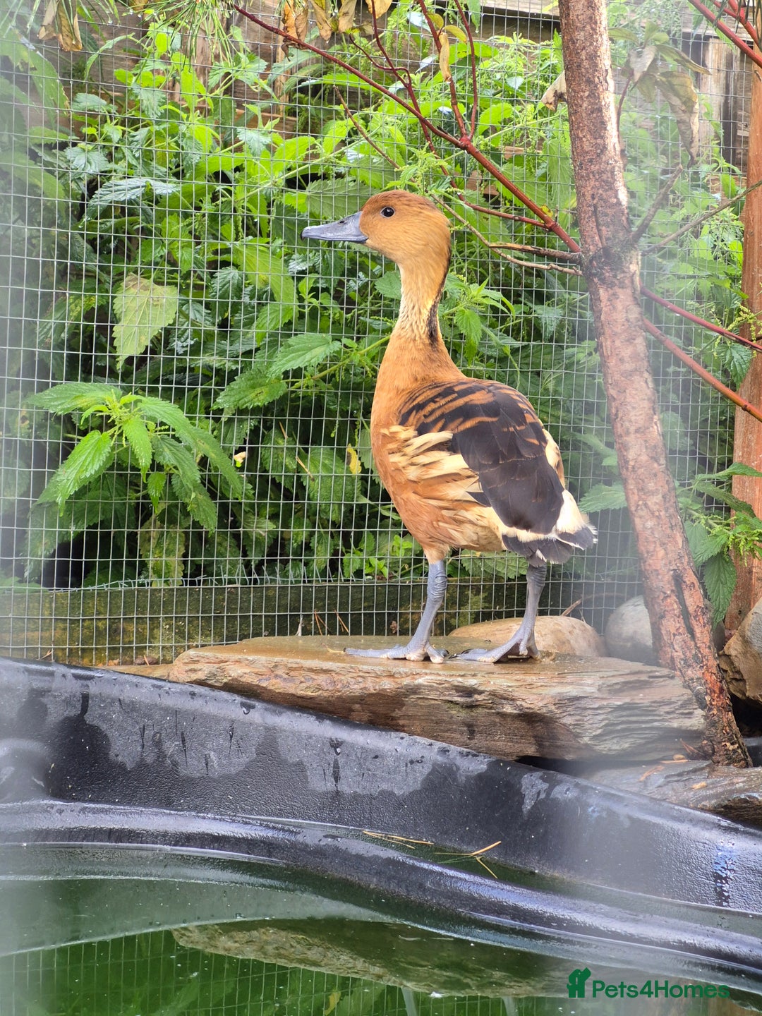 Waterfowl poultry for sale: Waterfowl - Mandarin Duck and Whistling Ducks - Image 4