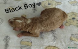 Cockapoo dogs for sale: Stunning Unique Cockapoo Puppies - Image 3
