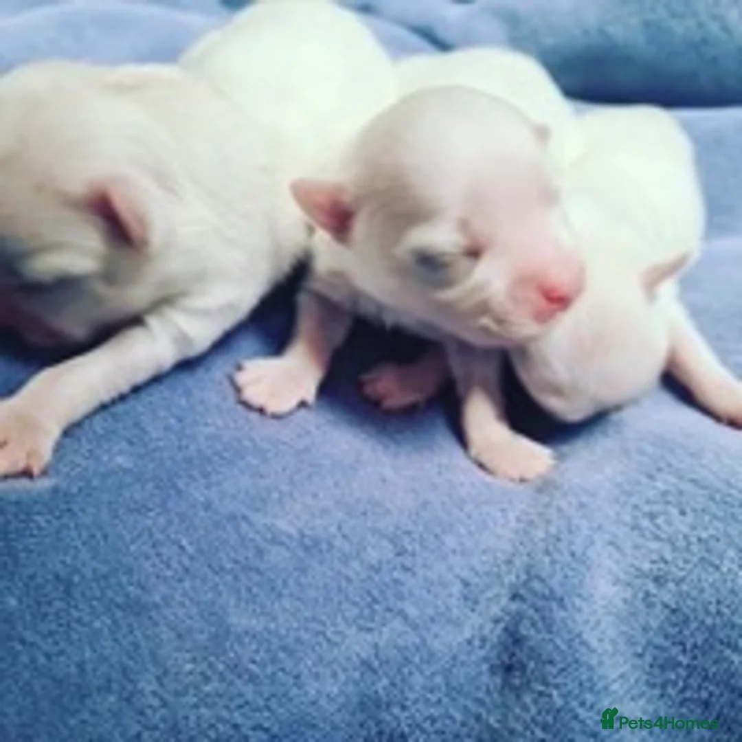 Maltese dogs for stud: STUNNING 💎DIAMOND💎 OPEN AT STUD HEALTH TESTED in Grays - Advert 11