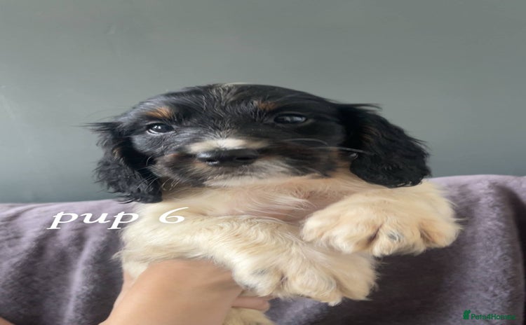 Sprocker dogs - Advert 6