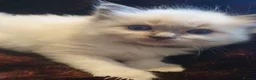 Ragdoll cats for sale: EXTENSIVELY HEALTH TESTED GCCF RAGDOLL KITTENS - Advert 14