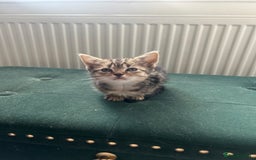 Toybob cats for sale: Kittens for sale  - Image 8