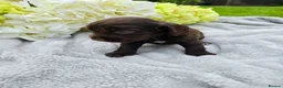 Cocker Spaniel dogs for sale: Farm raised working cocker spaniel puppies  - Advert 4