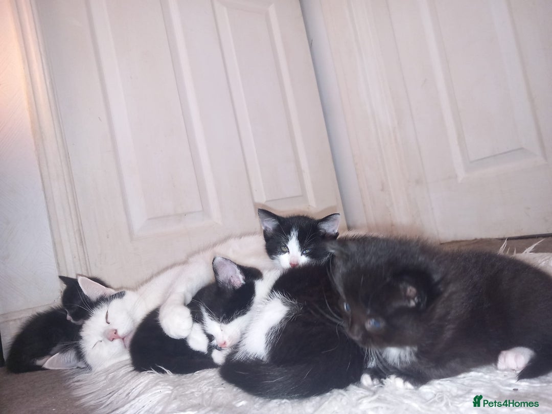 British Shorthair cats for sale: Kittens looking for Home - Advert 2