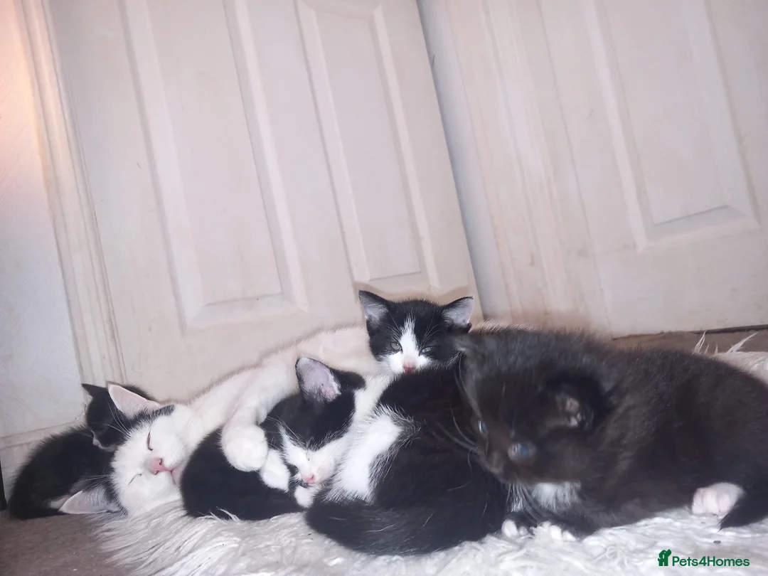 British Shorthair cats for sale: Kittens rdy to go to new home - Advert 2