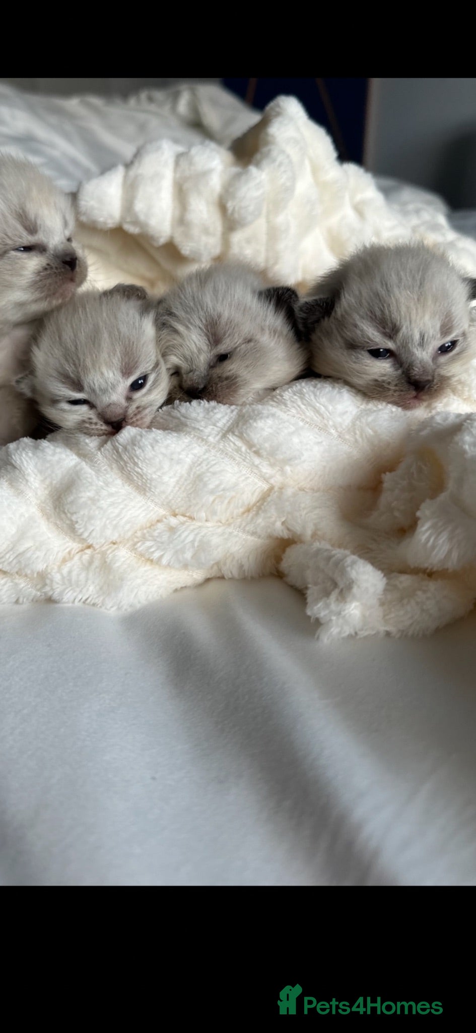 Ragdoll cats ❄️GCCF waiting list open for winter babies❄️ - Advert 1