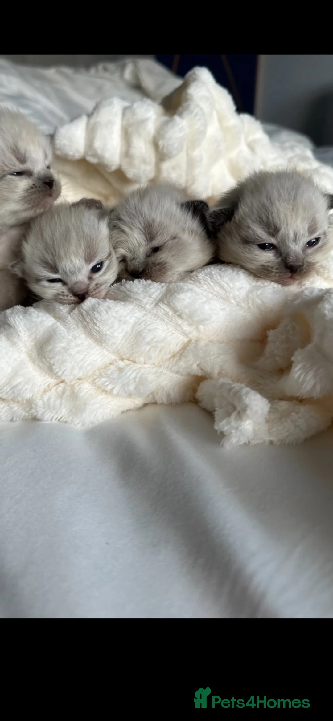 Ragdoll cats for sale: ❄️GCCF waiting list open for winter babies❄️ - Advert 2