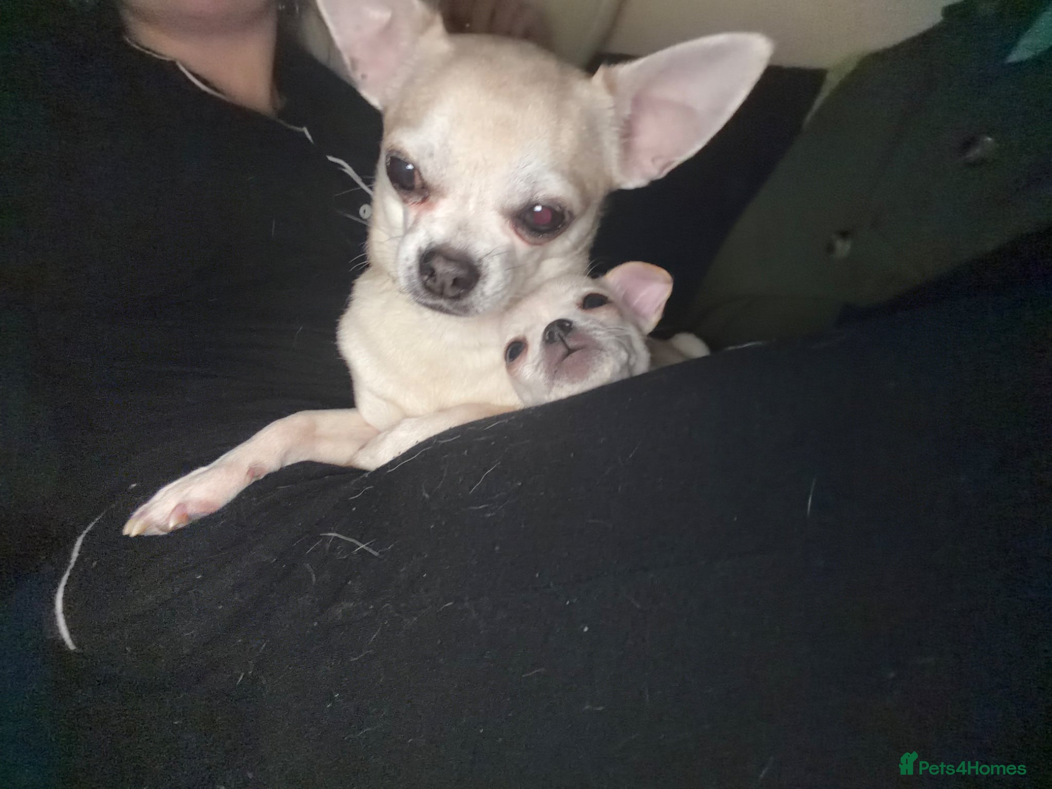 Chihuahua dogs Chihuahua  - Advert 1