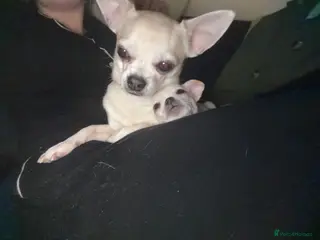 Chihuahua dogs Chihuahua - Advert 1