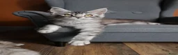 Maine Coon cats for sale: TICA Pedigree Maine coon🧬health tested - Advert 26