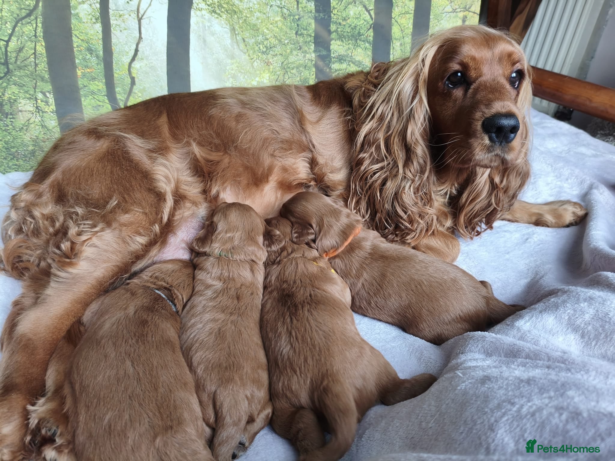 Cockapoo dogs  Beautiful F1 Cockapoos - Advert 1
