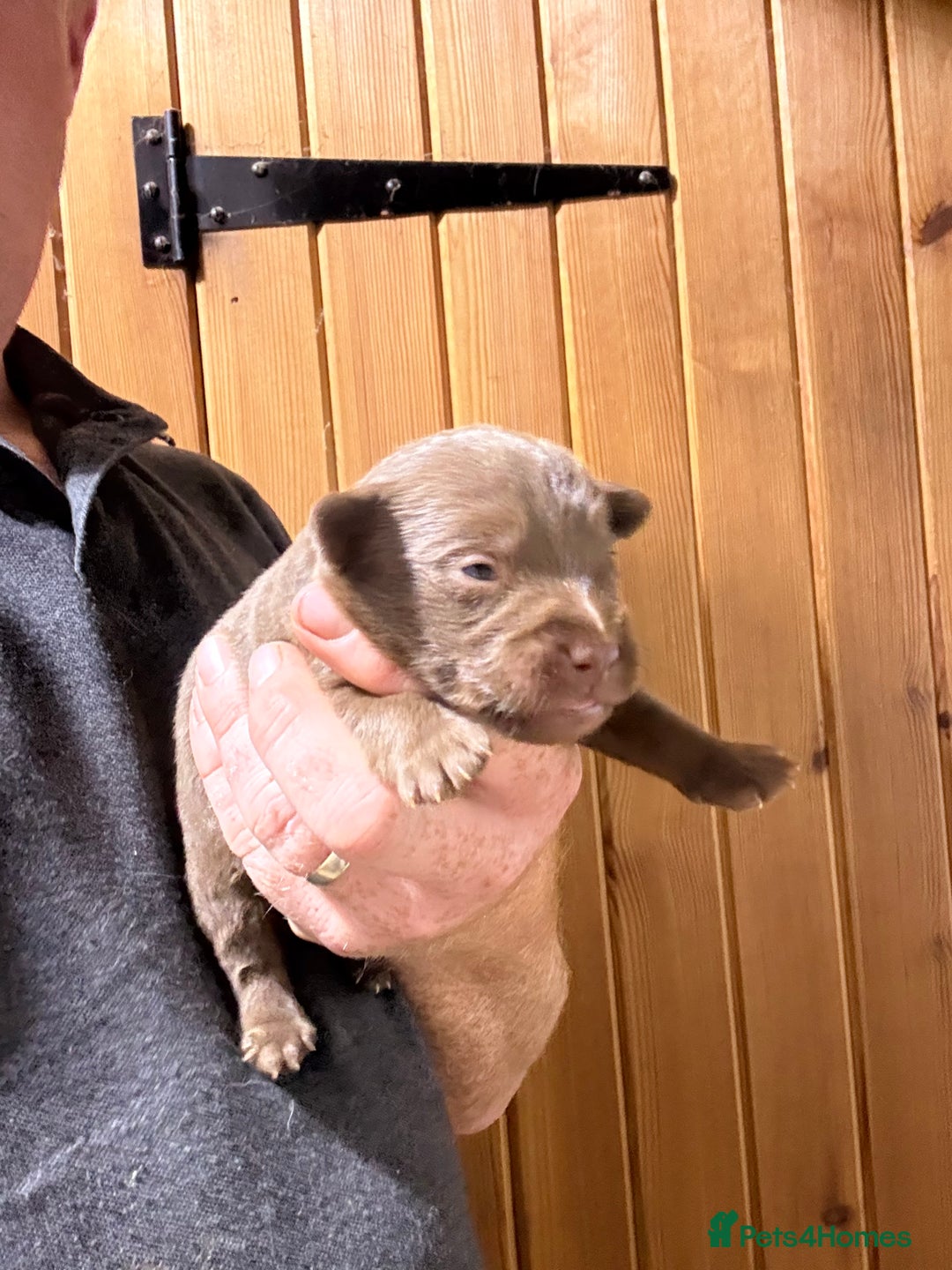 Patterdale Terrier dogs for sale: #Sold# Quality Patterdale Terrier Pups - Image 16