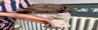 German Shorthaired Pointer 💙
