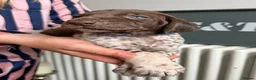 German Shorthaired Pointer dogs for sale: KC Registered German Shorthaired Pointer Puppies - Advert 8