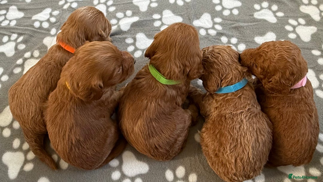 Cockapoo dogs for sale: F1 Toy cockapoo’s - Advert 2