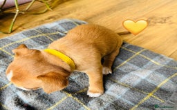 Chihuahua dogs for sale: Gorgeous Chihuahua Pups-only yellow girl left🐶💛 - Image 12