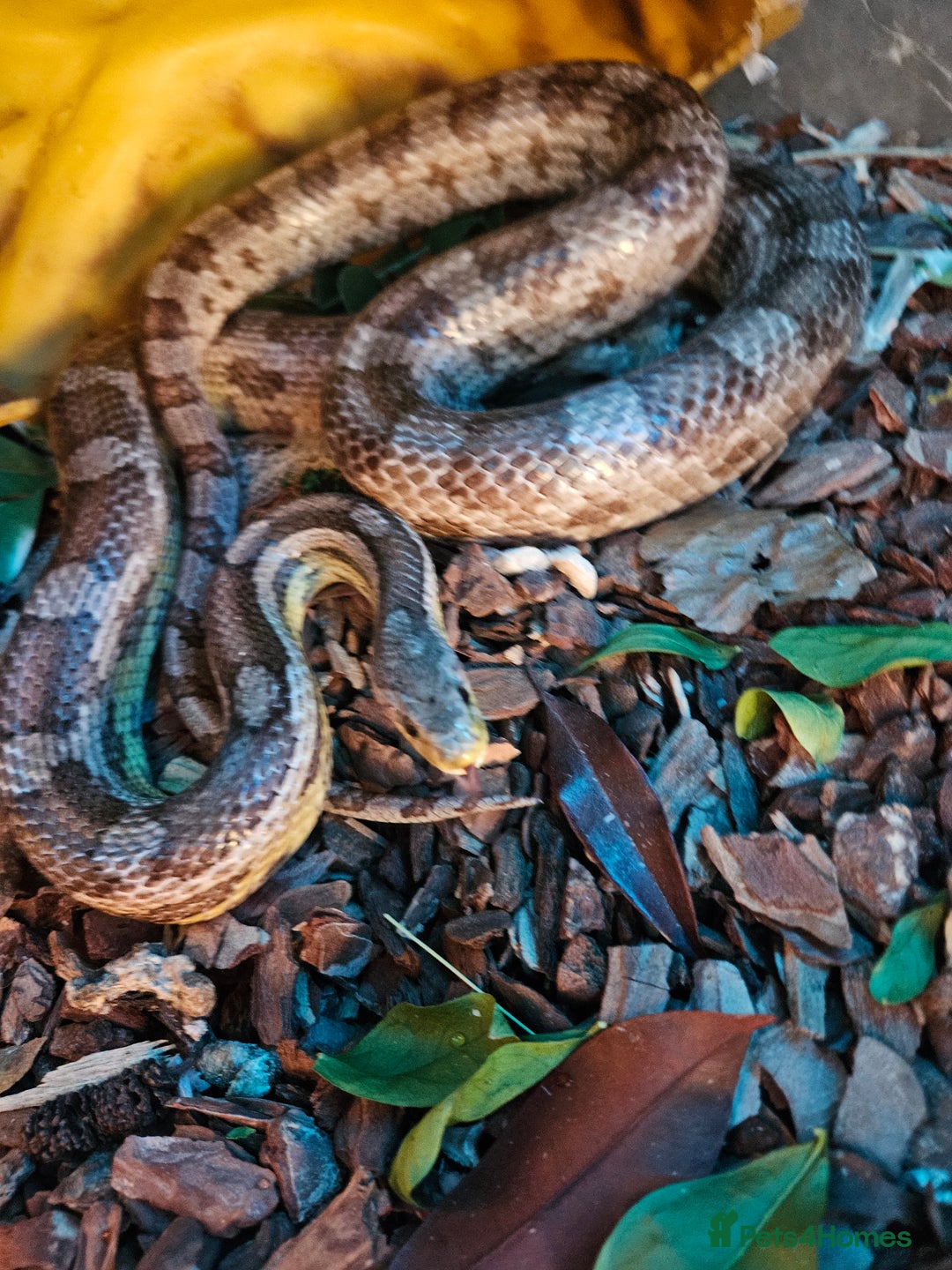 Corn Snake reptiles for sale: Breeding pair of corn snakes  - Advert 2