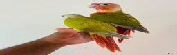 Conures birds for sale: Hand reared conures for sale  - Advert 12