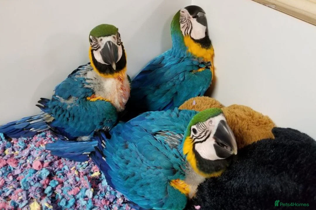 Parrots birds for sale: Macaw blue and gold  - Advert 2