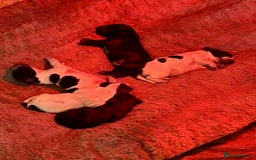 Cocker Spaniel dogs for sale: Beautiful KC reg cocker spaniel puppies  - Advert 6