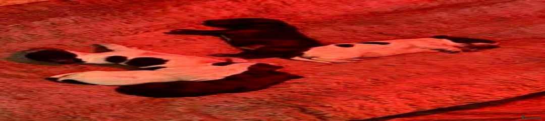 Cocker Spaniel Puppy 5