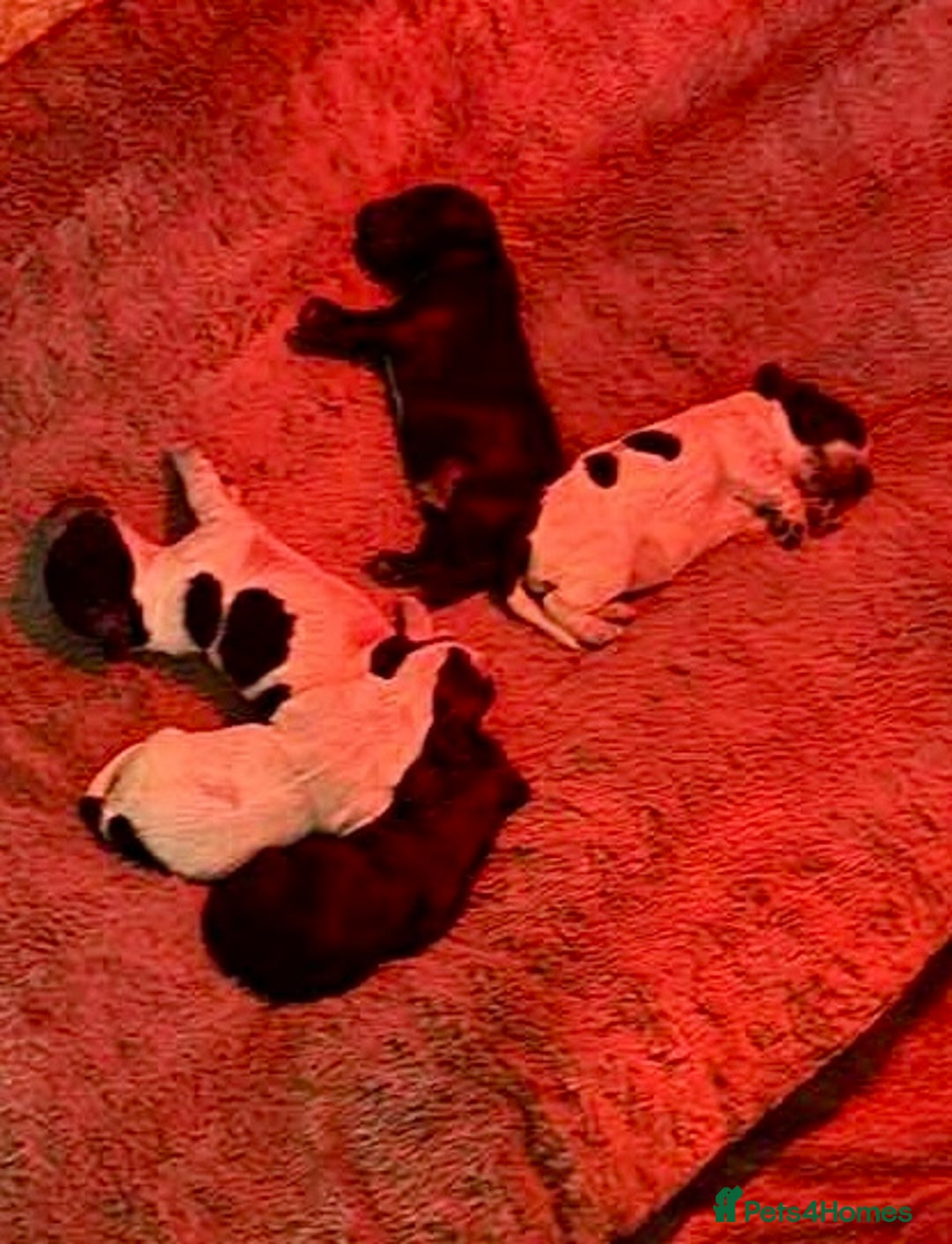 Cocker Spaniel dogs for sale: Beautiful KC reg cocker spaniel puppies  - Advert 6