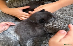 Mixed Breed cats for sale: 2 Beautiful Black Tabby Kittens - Image 7