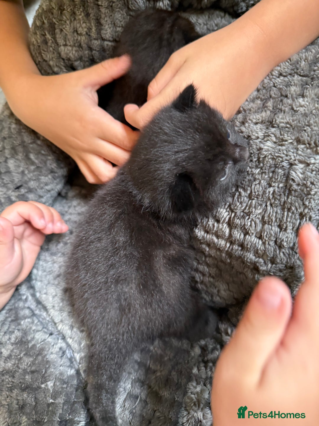 Mixed Breed cats for sale: 2 Beautiful Black Tabby Kittens - Image 7