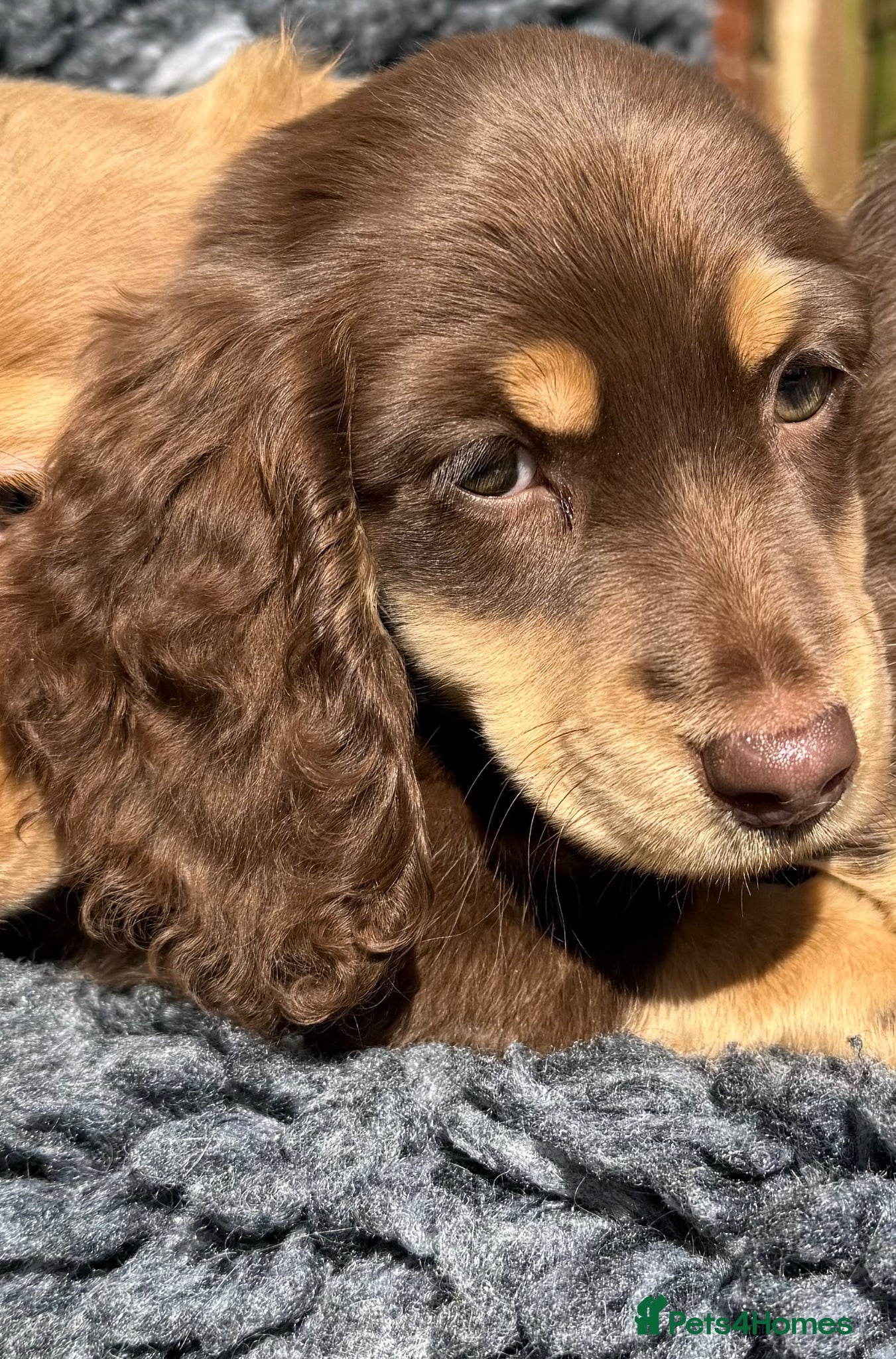 Miniature Dachshund dogs Miniature long-haired Dauchund, kc, puppies  - Advert 1