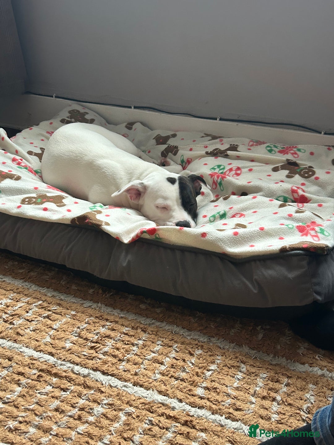 Mixed Breed dogs for sale: Daisy  - Advert 1