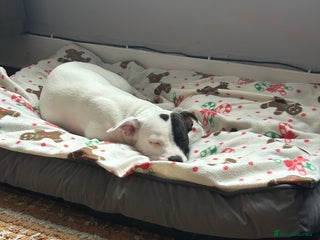 Mixed Breed dogs Daisy - Advert 2