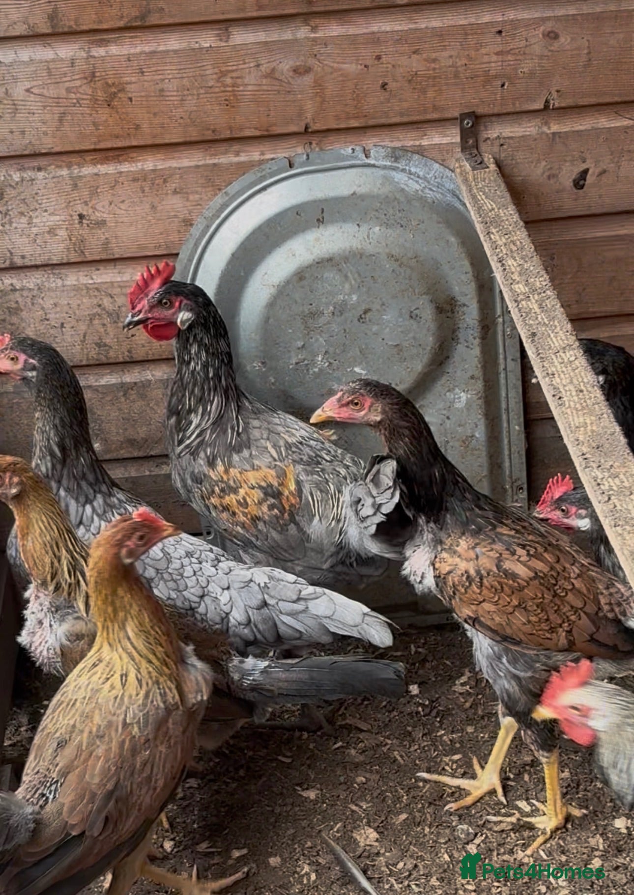 Mixed Breed livestock 5 months old chickens - Advert 7