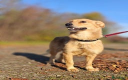 Mixed Breed dogs for adoption: ❤️🐶Meet Kira – a 2.5-year-old small girl❤️🐶 - Advert 13