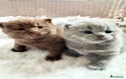 British Shorthair cats for sale: IGRCH & GRCH Sired GCCF reg British Shorthair  - Image 14