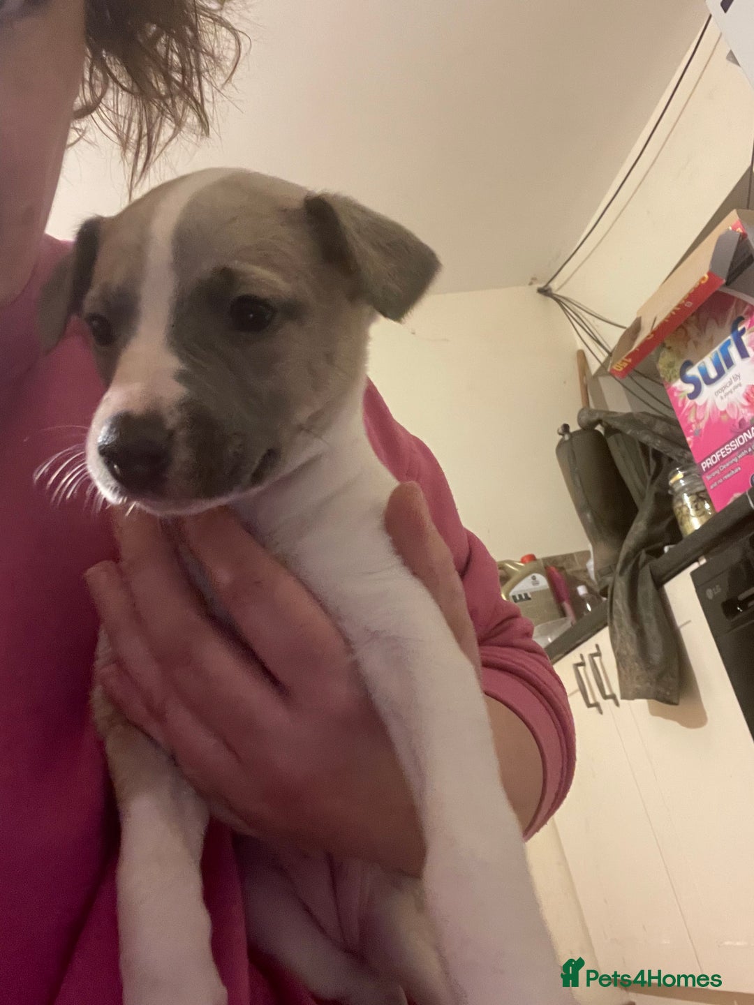 Whippet dogs for sale: Top quality whippet girl pups  - Advert 11