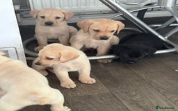 Labrador Retriever dogs for sale: Labrador puppies - Image 3