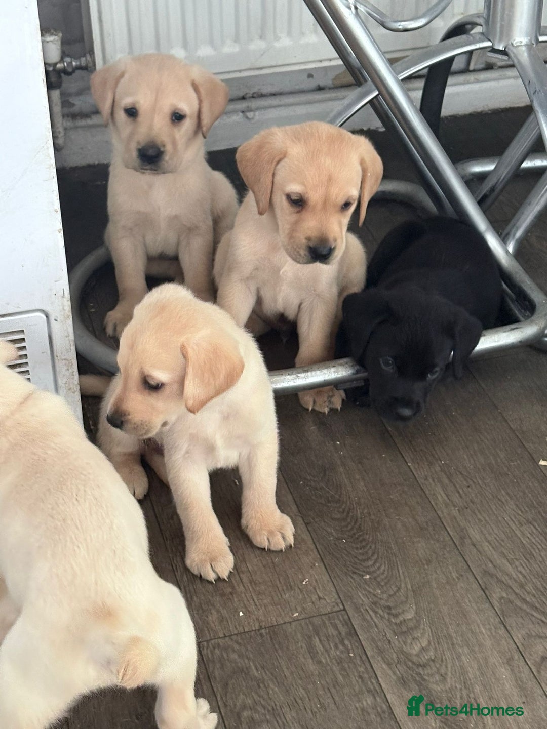 Labrador Retriever dogs for sale: Labrador puppies - Image 3