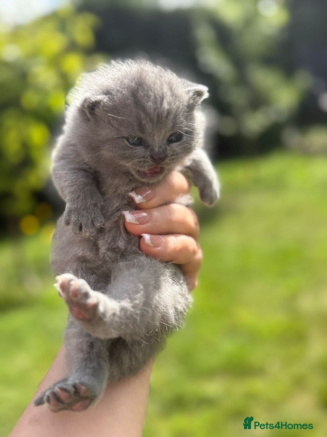 British Shorthair cats for sale: Five cute and naughty kittens for sale - Image 3
