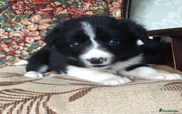 Border Collie dogs for sale: Gorgeous border collie puppies - Image 4