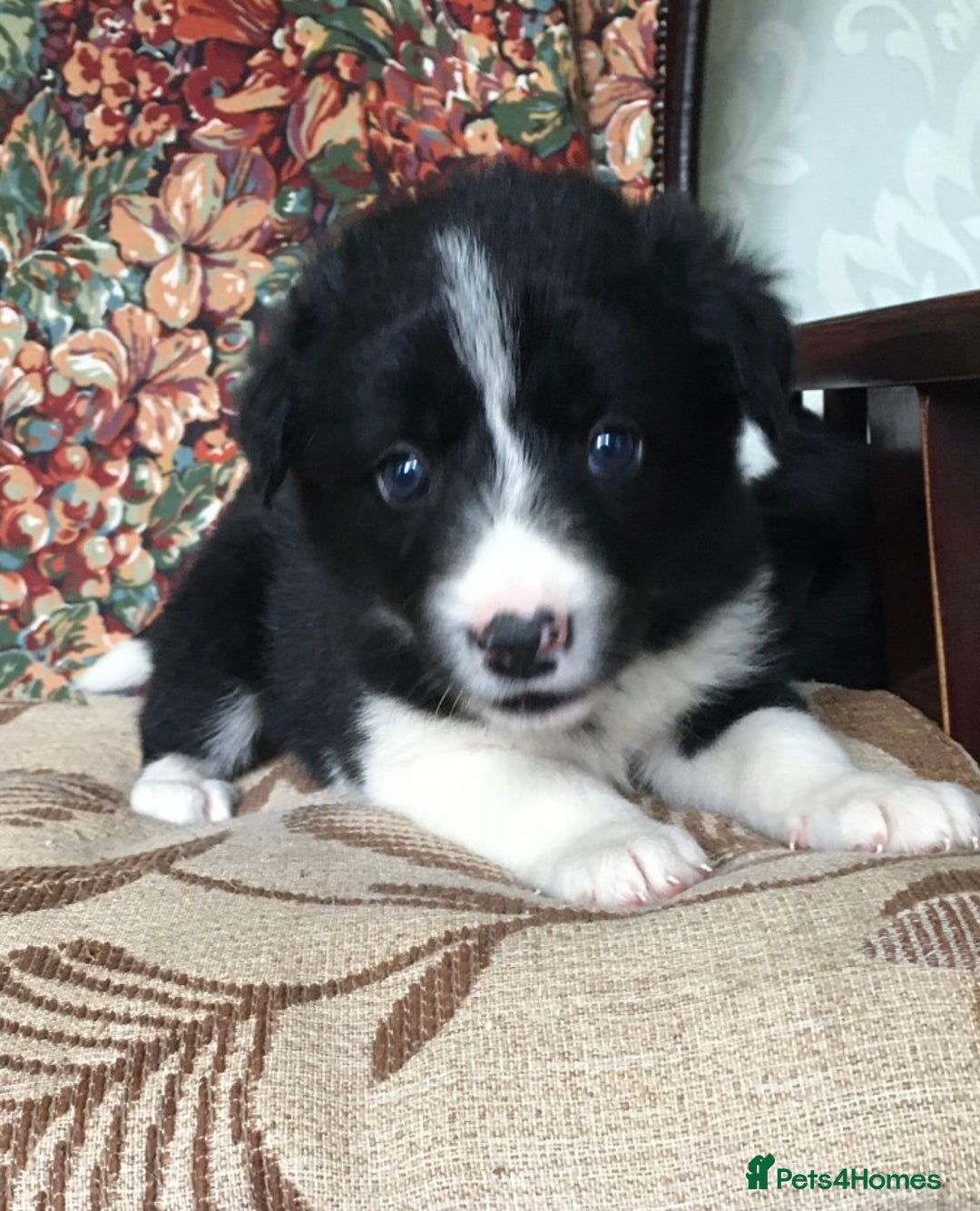 Border Collie dogs for sale: Gorgeous border collie puppies - Image 4