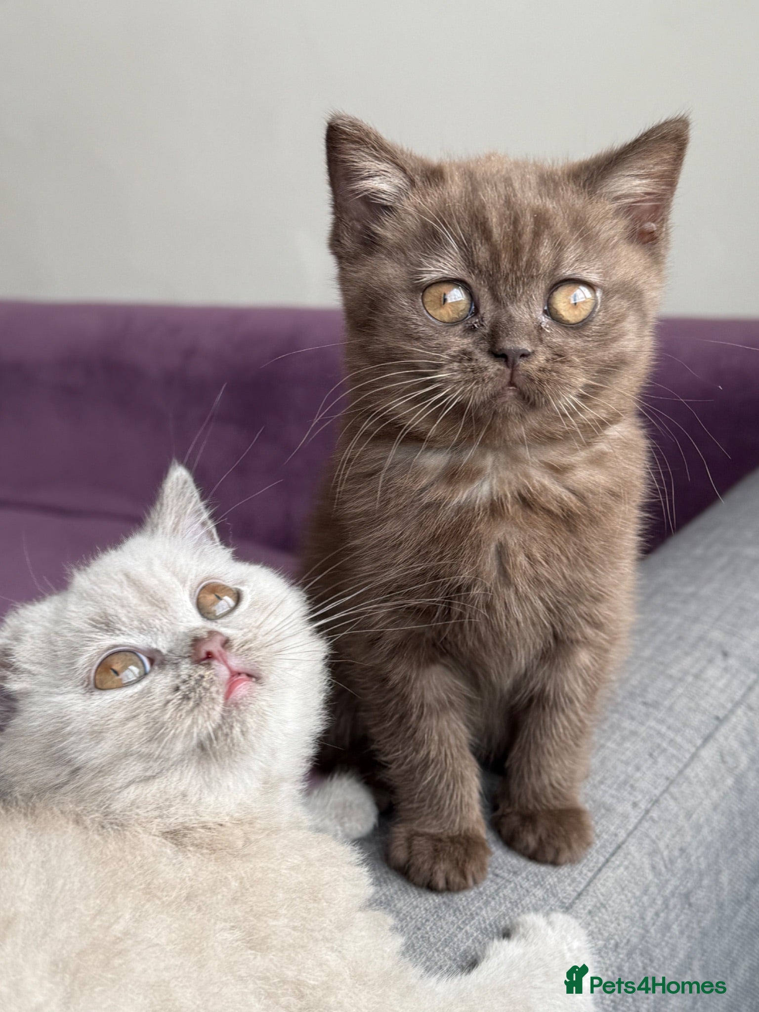 British Shorthair cats Gccf reg. British Shorthair Chocolate,Lilacs,Black - Advert 1
