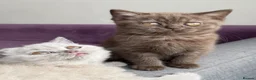 British Shorthair cats for sale: Gccf register British shorthair ready to go! - Advert 7