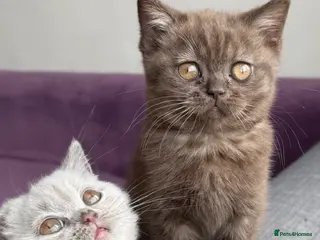 British Shorthair cats Gccf reg. British Shorthair Chocolate,Lilacs,Black - Advert 2