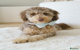 Labradoodle dogs for sale: Cute Labradoodle boy for Rehome - Image 2