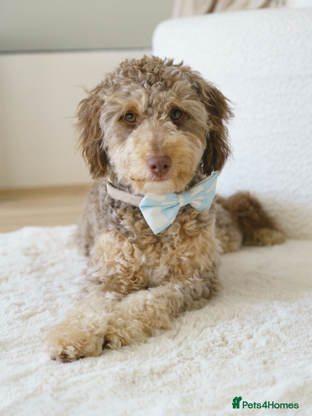 Labradoodle dogs for sale: Cute Labradoodle boy for Rehome - Image 2