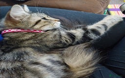 Persian cats for sale: Tabby persain long hair cat - Image 5