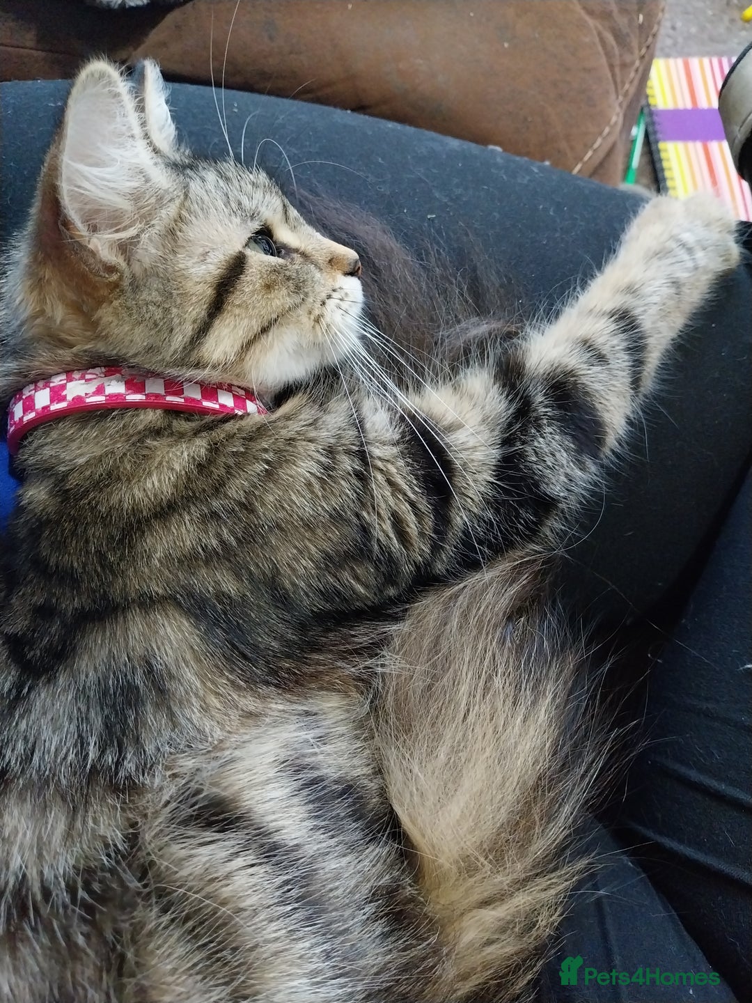 Persian cats for sale: Tabby persain long hair cat - Image 5